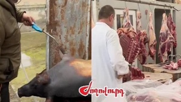 «Ժողովուրդ». Նիկոլ Փաշինյանի խանձած խոզը սպանդանոցում չի մորթվել