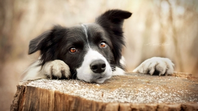 Պատվաստվել և վերապատվաստվել է շուրջ 2130 թափառող շուն