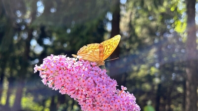 Օդի ջերմաստիճանը կբարձրանա 4-5 աստիճանով. եղանակը Հայաստանում