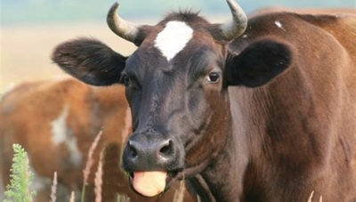 Տղամարդն իր կնոջը հանձնել է նրա սիրեկանին՝ փոխարենը ստանալով կով և 400 դոլար