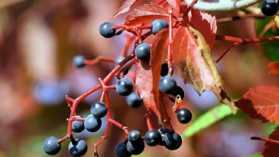 Օդի ջերմաստիճանը մի փոքր էլ կնվազի. եղանակի տեսություն