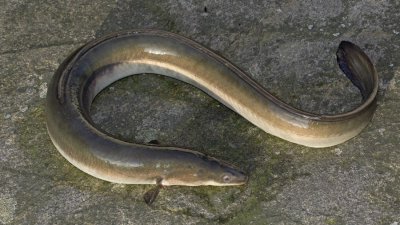 Տղամարդու որովայնում կենդանի օձաձուկ են հայտնաբերել