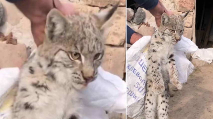 Շիրակի մարզում հայտնաբերված լուսանը տեղափոխվել է Երևանի համապատասխան կենտրոն