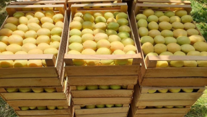 Հունիսի 1-ից հուլիսի 24-ը ՌԴ տարածք է մտել 2240 ծիրանով բեռնված բեռնատար