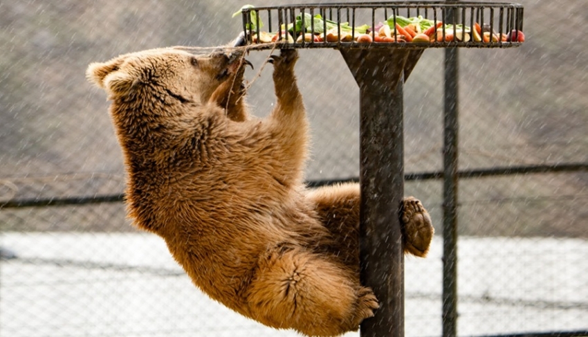 Նանար անունով արջը Ծաղկաձորի ռեստորանից տեղափոխվել է Վայրի կենդանիների փրկարար կենտրոն