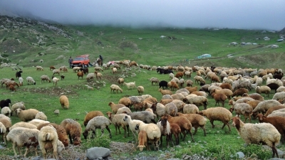 Ապարանում գողացել են 39-ամյա քաղաքացուն պատկանող 253 գլուխ ոչխար