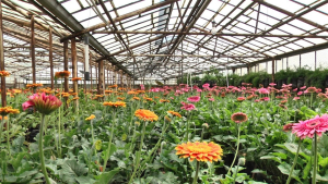 ՌԴ արտահանվում է բացառապես ՀՀ-ում աճեցված ծաղիկ. Էկոնոմիկայի նախարարություն