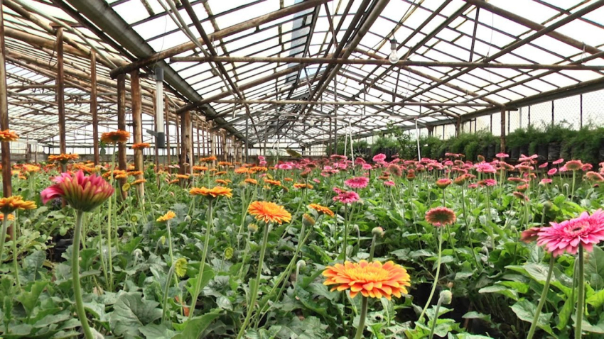 ՌԴ արտահանվում է բացառապես ՀՀ-ում աճեցված ծաղիկ. Էկոնոմիկայի նախարարություն