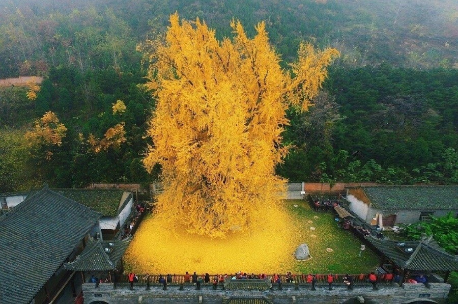 1400-ամյա Գինկգո ծառ