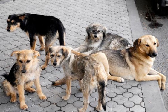 Ոստիկանությունը պարզել է, թե ով է Էջմիածնում թափառող շների սպանդ  իրականացրել | Armenia Daily
