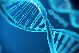 Փորձերի շրջանակում մկների ԴՆԹ-ից հեռացվել է P4h-tm գենը