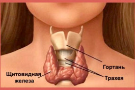 Վահանագեղձ